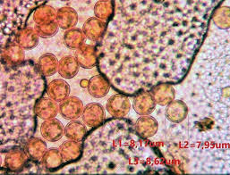 Attēlu rezultāti vaicājumam “Hemitrichia chrysospora young”