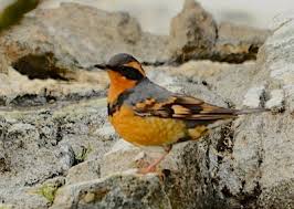 Image result for Ixoreus naevius