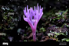 Attēlu rezultāti vaicājumam “Ramariopsis crocea”