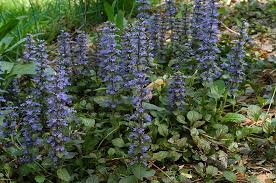 Attēlu rezultāti vaicājumam “Ajuga genevensis flower”