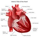 Aortic valve stenosis - Symptoms, Tests, Treatment