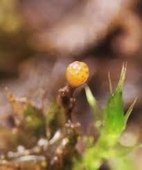 Attēlu rezultāti vaicājumam “Lycogala ustulatum sessile”