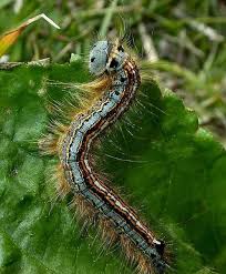 Attēlu rezultāti vaicājumam “Malacosoma neustria larva”