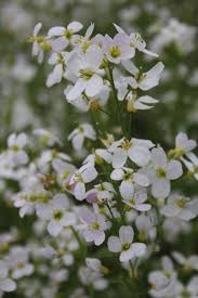 Attēlu rezultāti vaicājumam “Cardamine pratensis flower”