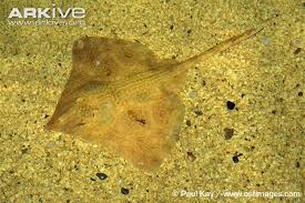 Image result for Dipturus batis