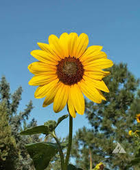 Attēlu rezultāti vaicājumam “Helianthus annuus flower”