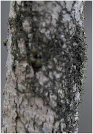 Attēlu rezultāti vaicājumam “Frullania fragilifolia”