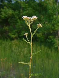 Attēlu rezultāti vaicājumam “Achillea millefolium leaf”