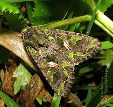 Attēlu rezultāti vaicājumam “Trachea atriplicis”