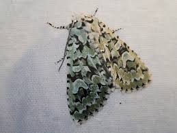 Attēlu rezultāti vaicājumam “Griposia aprilina”