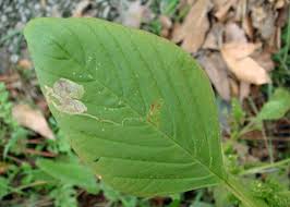 Attēlu rezultāti vaicājumam “Amaranthus retroflexus leaf”