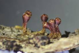 Attēlu rezultāti vaicājumam “Trichia botrytis var. cerifera”