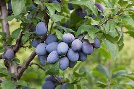 Attēlu rezultāti vaicājumam “Prunus domestica subsp. insitita”