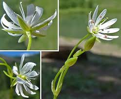 Attēlu rezultāti vaicājumam “Stellaria longifolia flower”