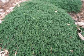 Attēlu rezultāti vaicājumam “Herniaria glabra flower”