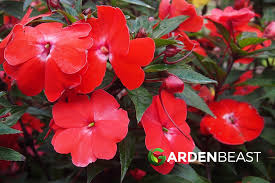 Image result for Impatiens balsamina