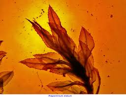 Attēlu rezultāti vaicājumam “Plagiomnium elatum”