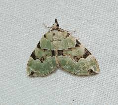 Attēlu rezultāti vaicājumam “Colostygia pectinataria male”