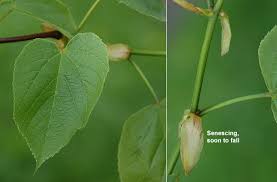 Attēlu rezultāti vaicājumam “Tilia americana”