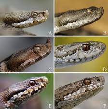 Attēlu rezultāti vaicājumam “Vipera berus”