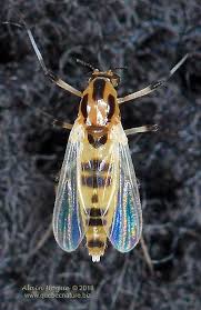 Attēlu rezultāti vaicājumam “Cricotopus”