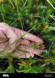 Attēlu rezultāti vaicājumam “Carex chordorrhiza leaf”