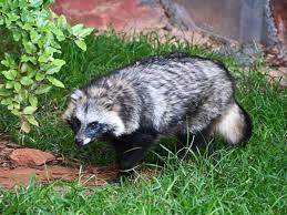 Attēlu rezultāti vaicājumam “Nyctereutes procyonoides”