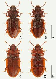 Attēlu rezultāti vaicājumam “Silvanidae”
