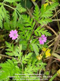 Attēlu rezultāti vaicājumam “Geranium sylvaticum bud”