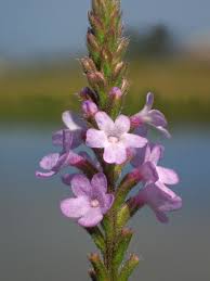 Image result for Verbena officinalis