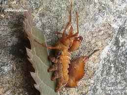 Attēlu rezultāti vaicājumam “Stauropus fagi larva”