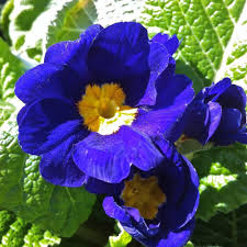 Attēlu rezultāti vaicājumam “Primula x polyantha flower”
