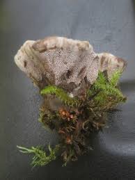 Attēlu rezultāti vaicājumam “Hydnellum sp.”