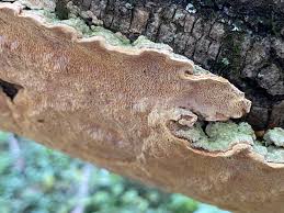 Attēlu rezultāti vaicājumam “Datronia mollis”