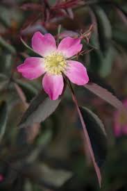 Attēlu rezultāti vaicājumam “Rosa subcanina leaf”