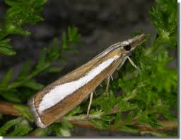 Attēlu rezultāti vaicājumam “Catoptria fulgidella”