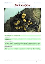 Attēlu rezultāti vaicājumam “Trichia alpina”