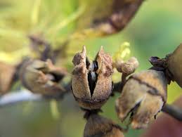 Attēlu rezultāti vaicājumam “Hamamelis virginiana bud”