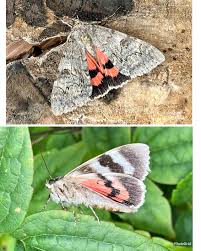 Attēlu rezultāti vaicājumam “Catocala nupta”