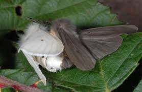 Attēlu rezultāti vaicājumam “Diaphora mendica”