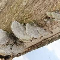 Attēlu rezultāti vaicājumam “Aurantiporus fissilis”