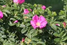 Attēlu rezultāti vaicājumam “Rosa majalis”