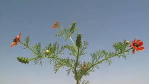 Image result for Adonis aestivalis