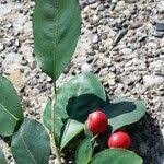 Attēlu rezultāti vaicājumam “Cotoneaster multiflorus fruit”