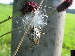 Attēlu rezultāti vaicājumam “Aculepeira ceropegia”