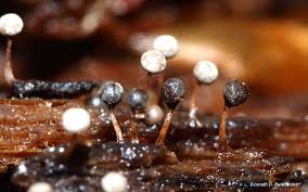 Attēlu rezultāti vaicājumam “Arcyria imperialis macro”