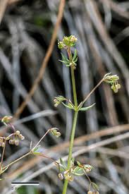 Attēlu rezultāti vaicājumam “Galium uliginosum”