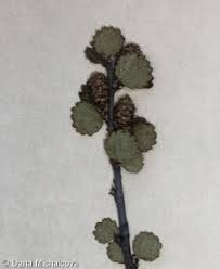 Attēlu rezultāti vaicājumam “Betula nana leaf”