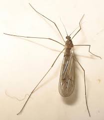 Attēlu rezultāti vaicājumam “Limoniidae”