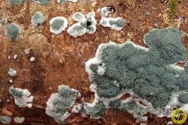 Attēlu rezultāti vaicājumam “Hypocrea rufa”